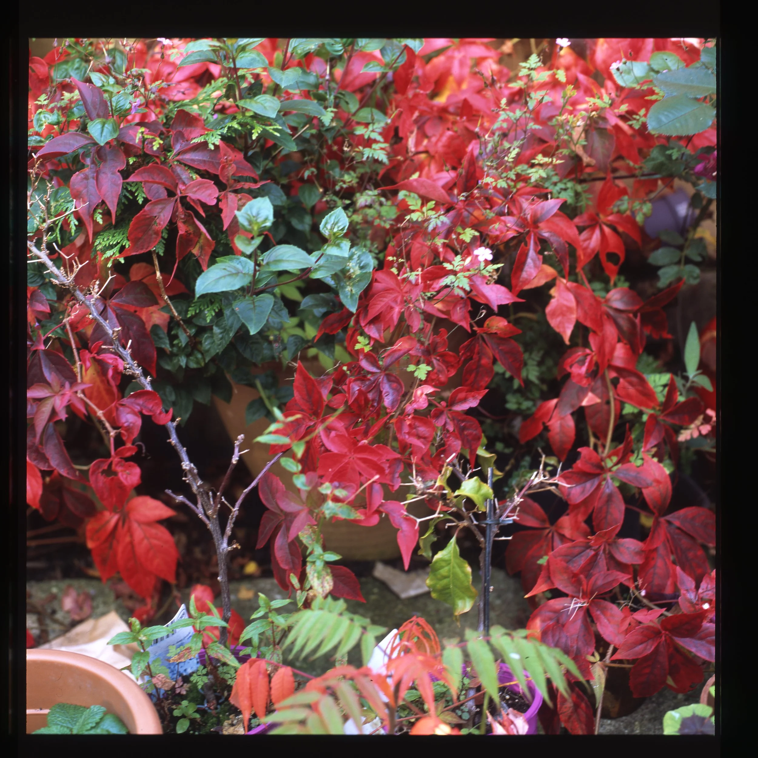 Aug 2022 Trans 6008006.jpg