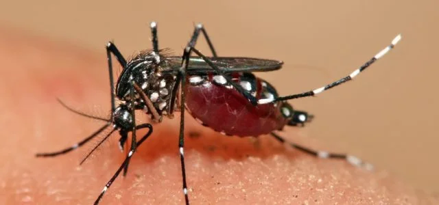 Zika: still a threat?