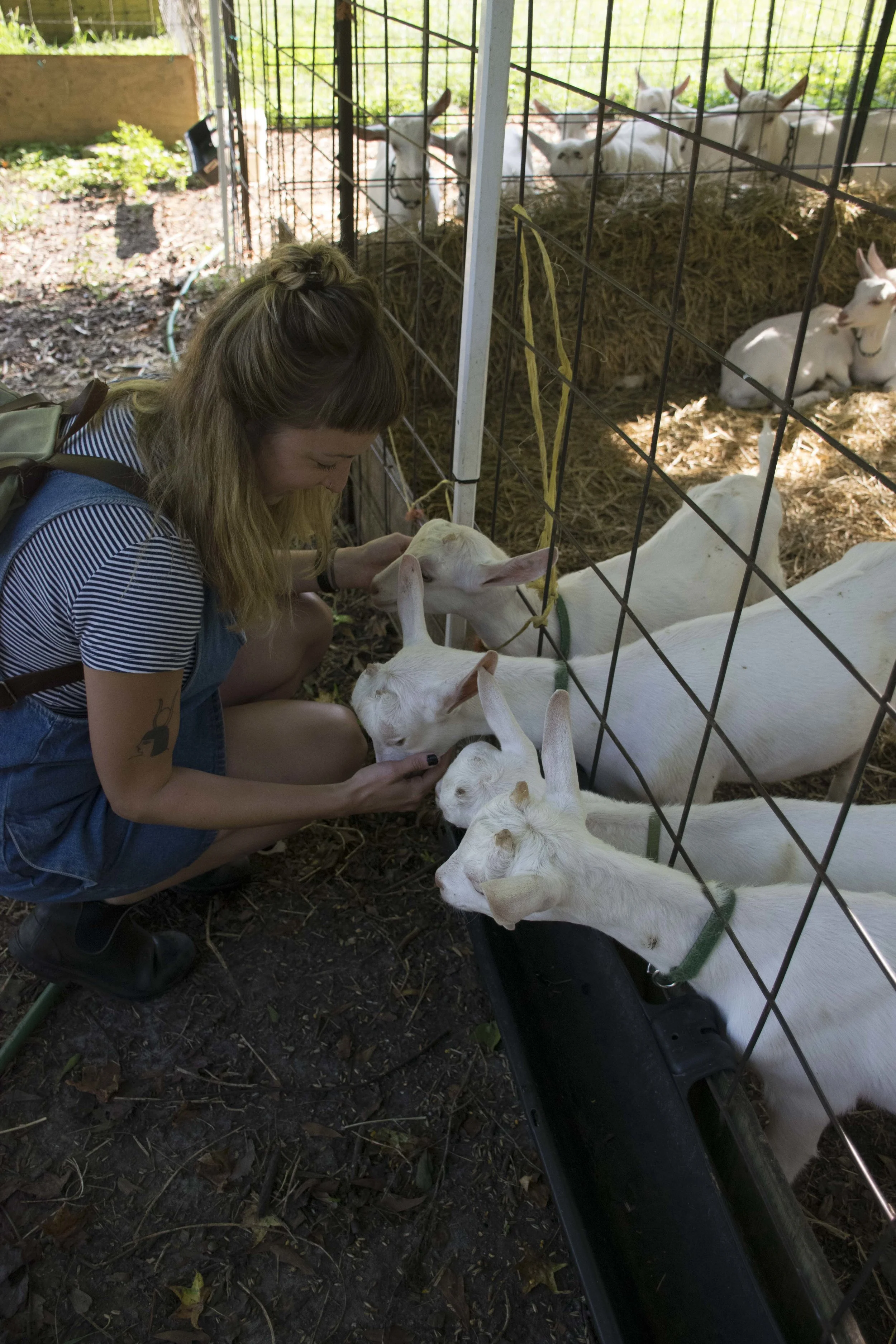 The Science Behind Cheese with Decimal Place Farm