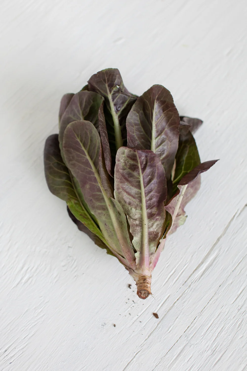 food06.JPG