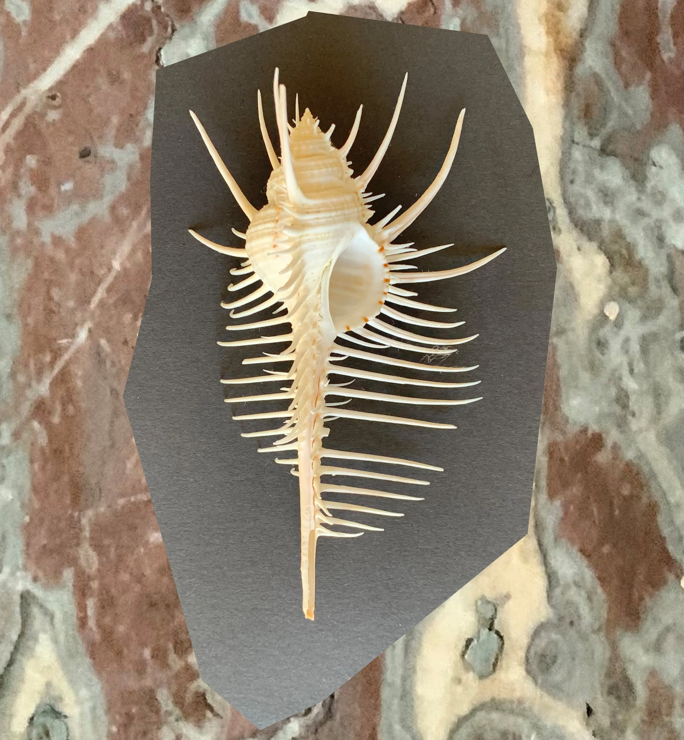 shell and marble.jpeg