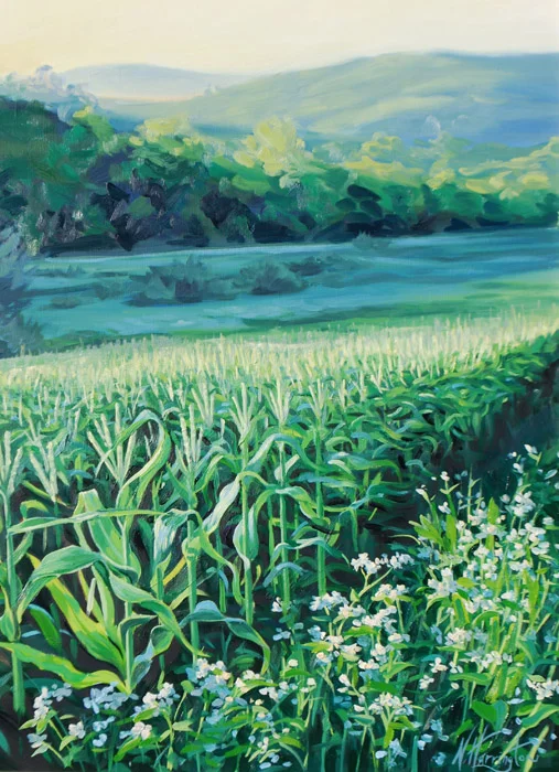 "Rows of Corn With Buckwheat, Summer Sunrise" Oil on linen 24" x 18"