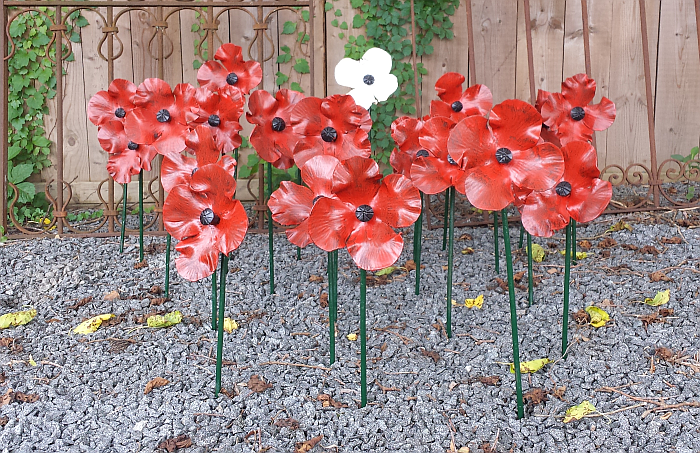 Poppies.png
