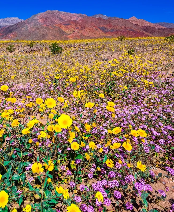 Rare 'super bloom' blankets Death Valley in a carpet of wildflowers