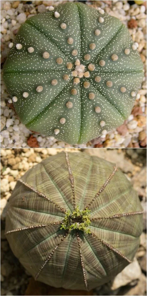 8 uncanny examples of convergent evolution