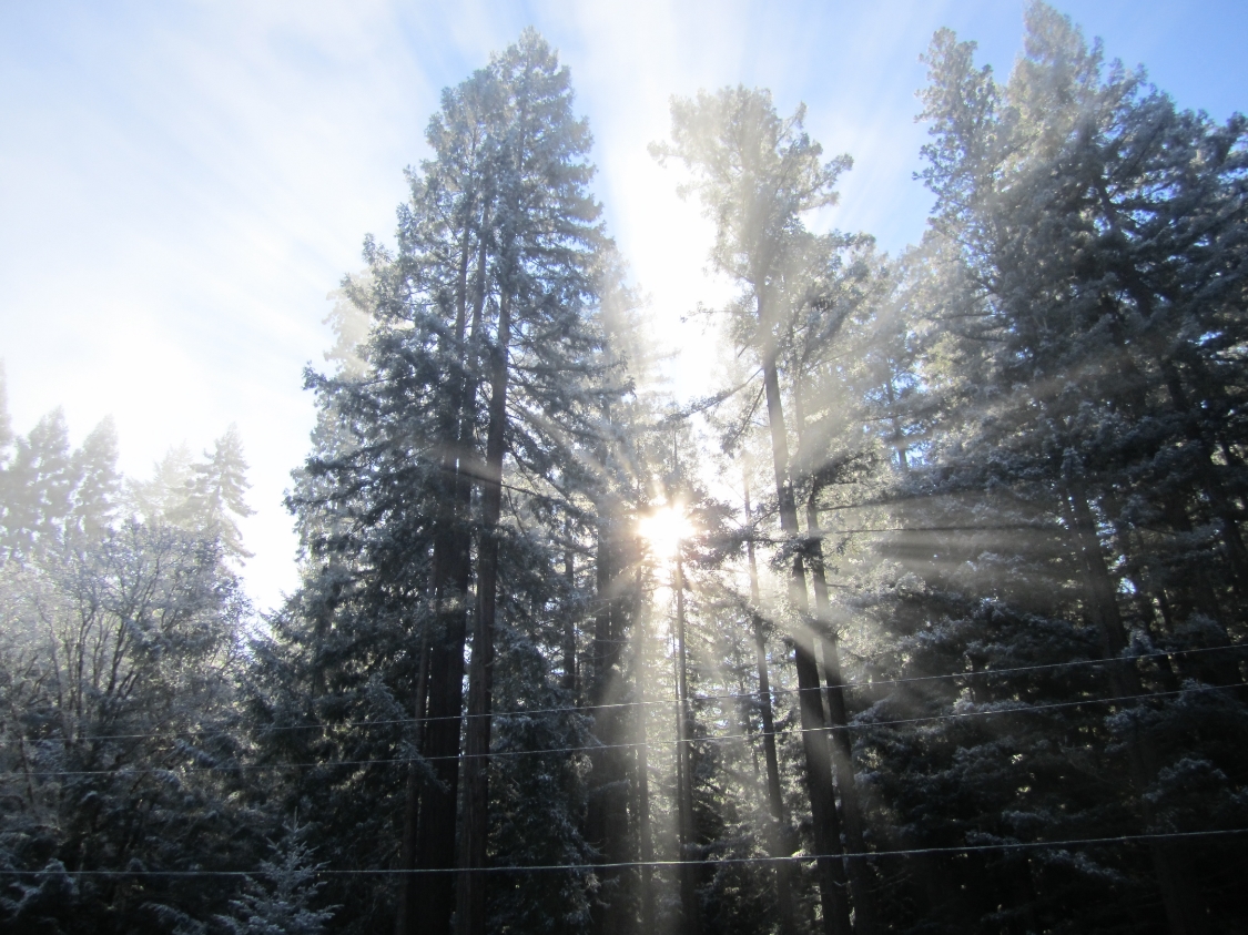 sun-thru-tall-trees.jpg