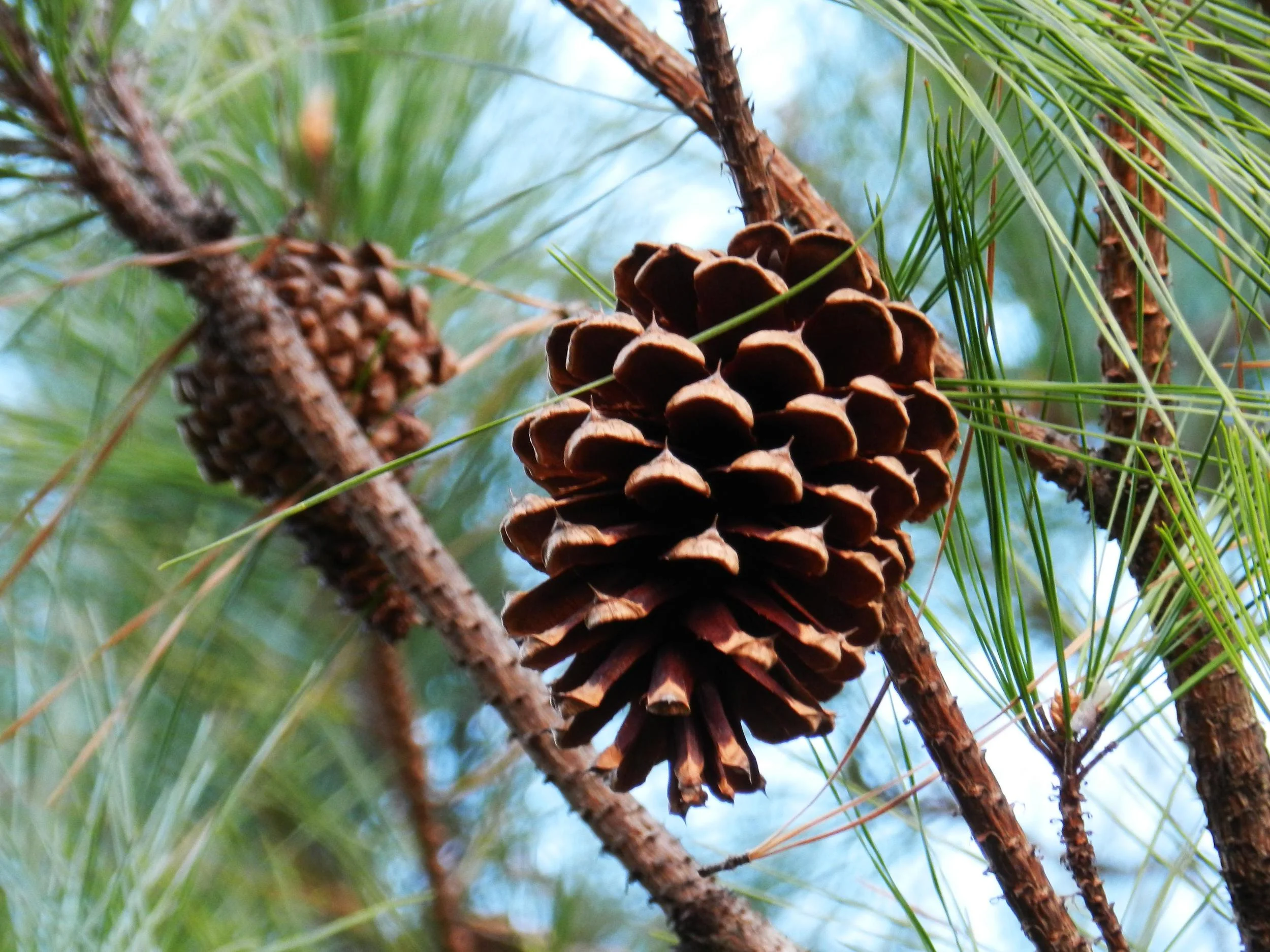 DSCN0071 pine cone in tree.JPG