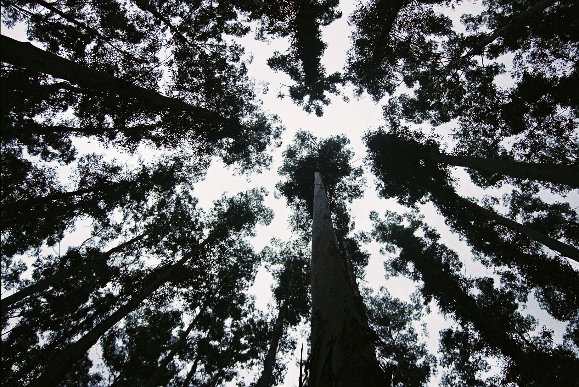 Eucalyptus Crowns.JPG