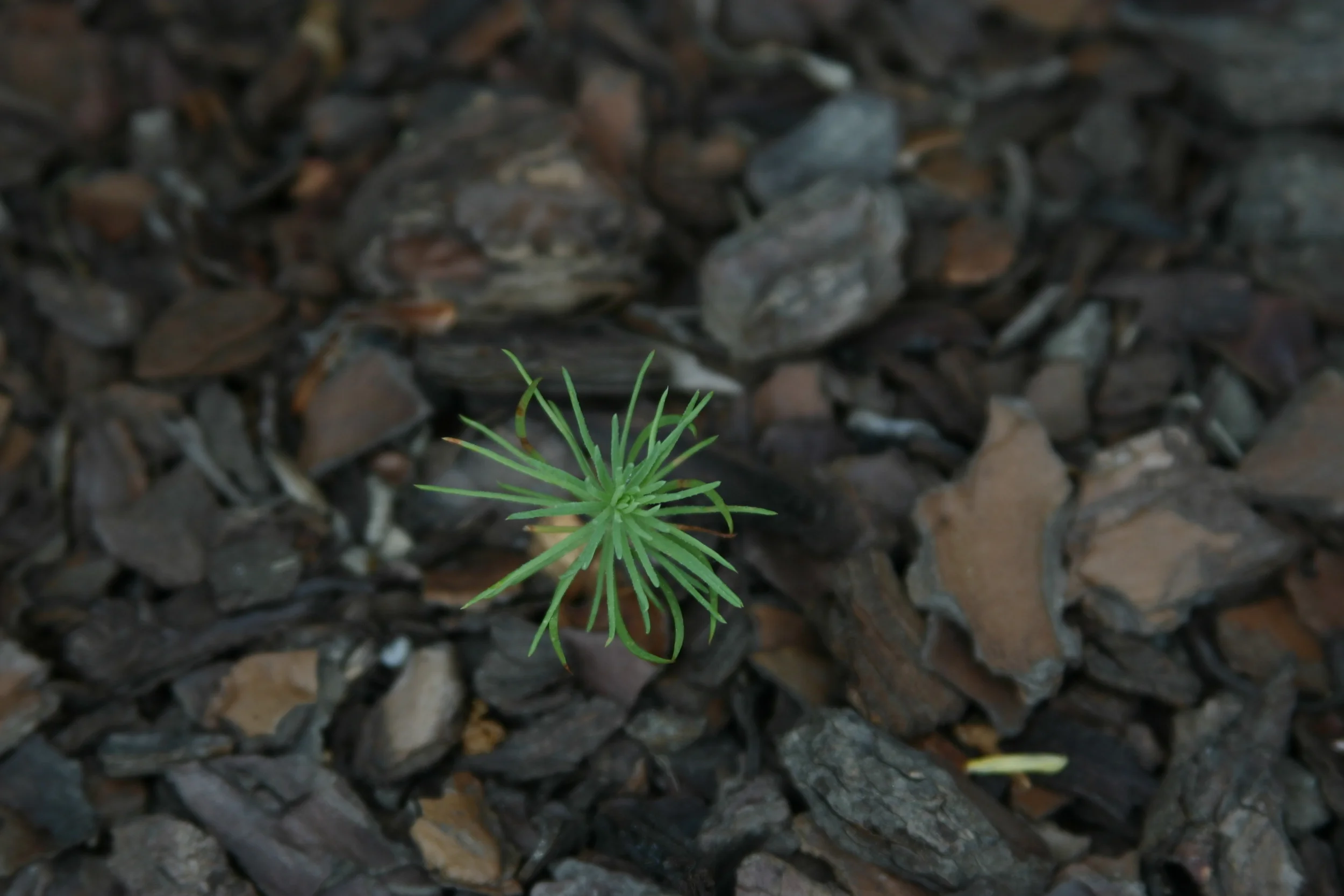 file000522551377 Tiny seedling.jpg