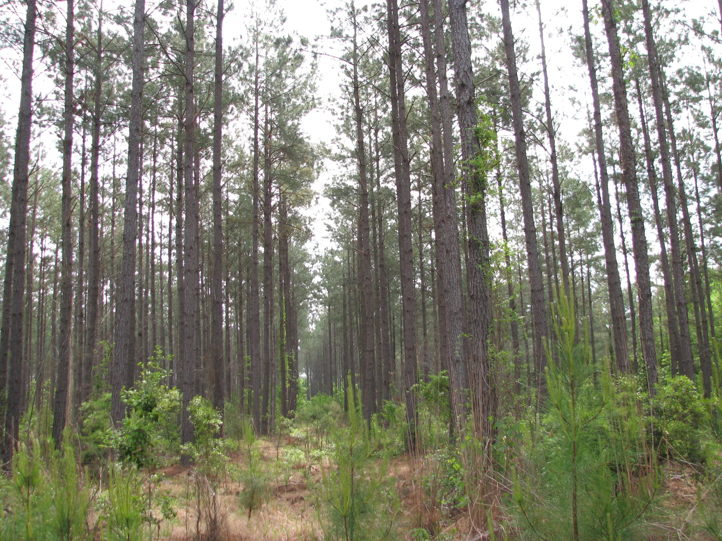 26 yr old stand after age 14 thin.JPG