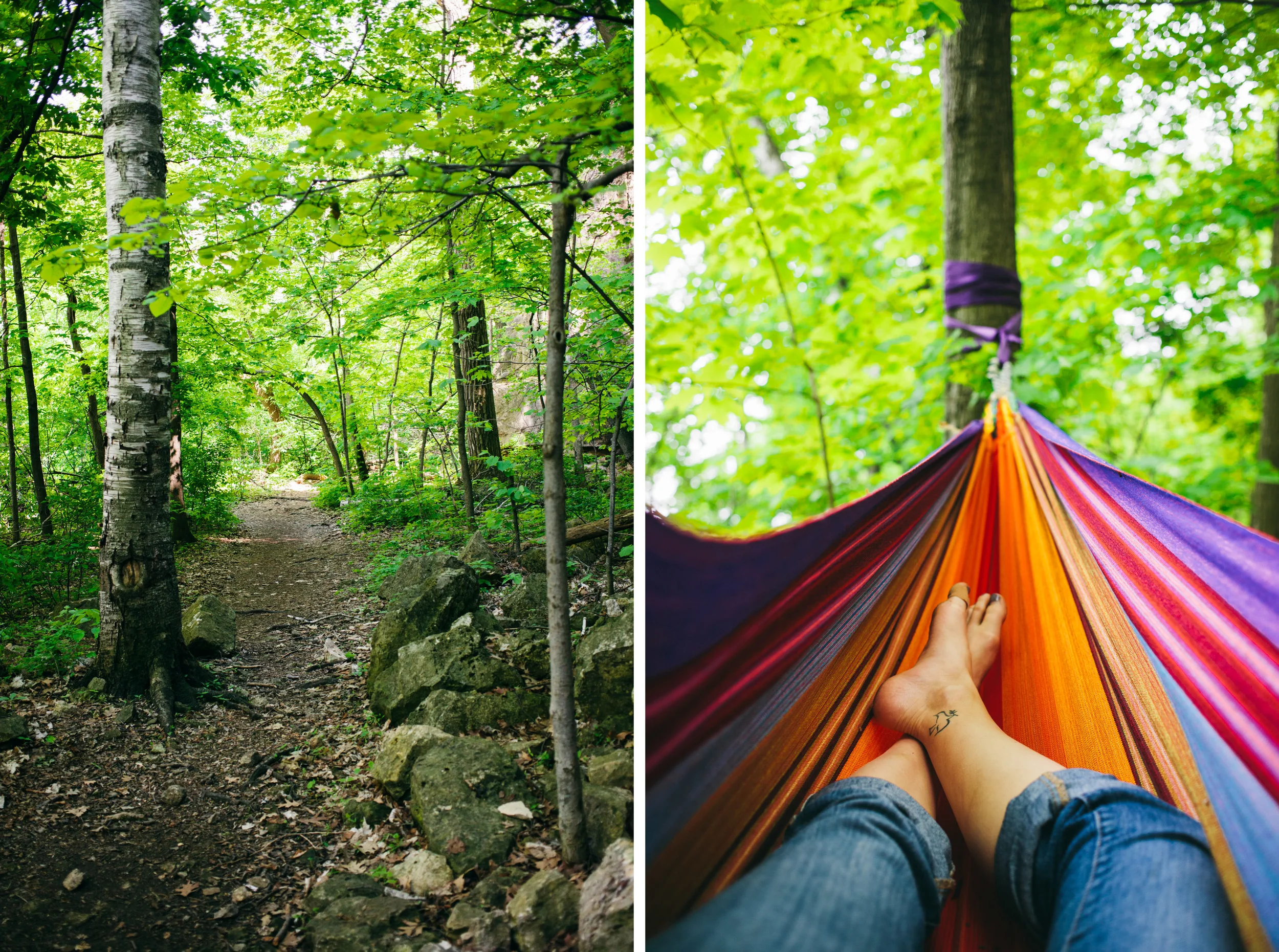 hammock woods.jpg