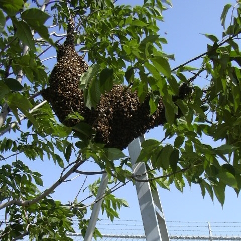 Swarm on Fillmore Street 2004