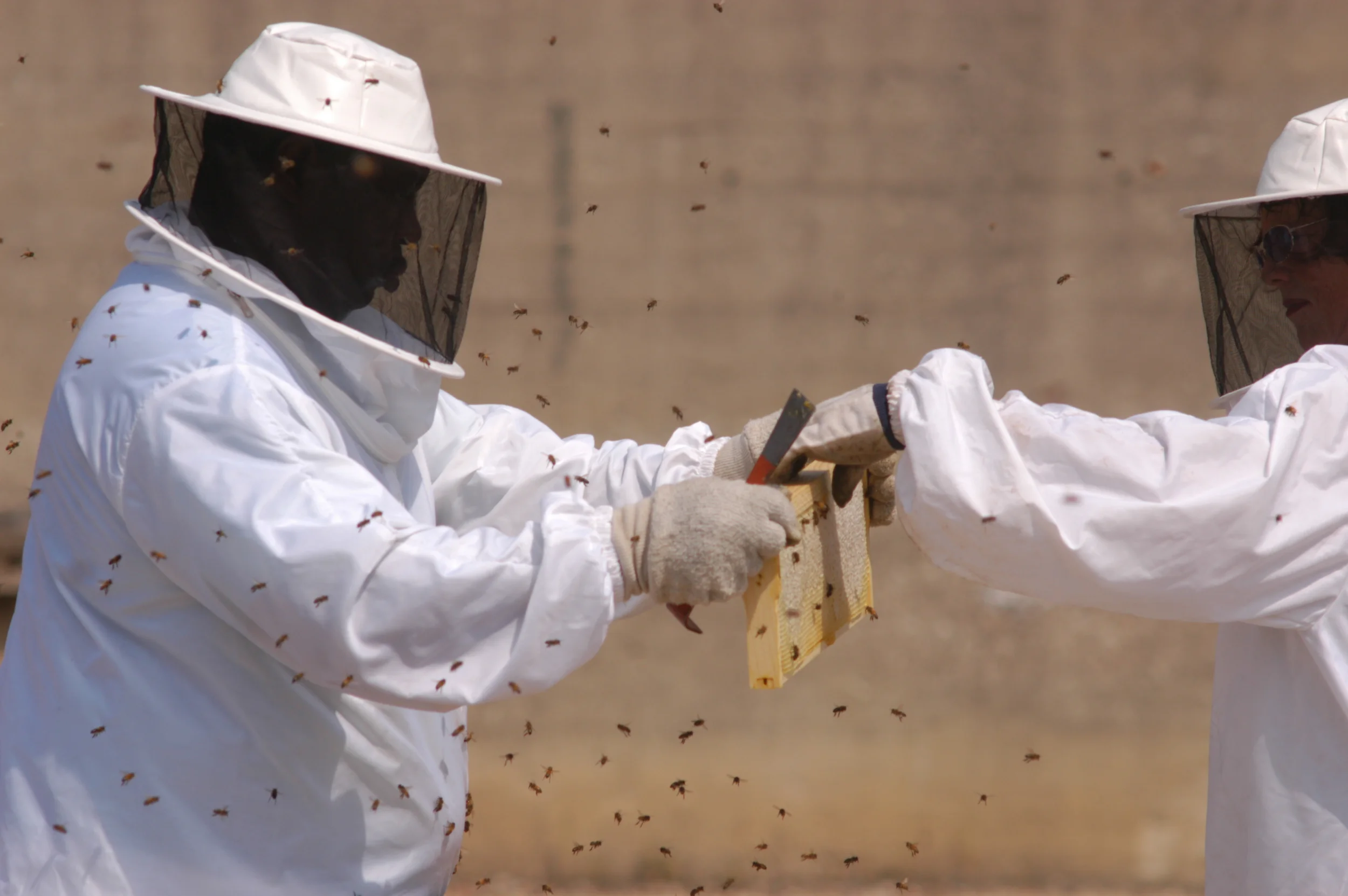 bees_153.jpg