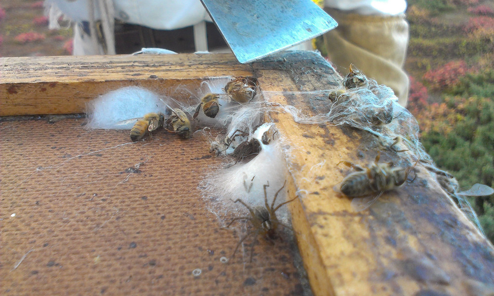 Home To More Than Just Bees — CHICAGO HONEY CO-OP Home To More Than Just Bees — CHICAGO HONEY CO-OP