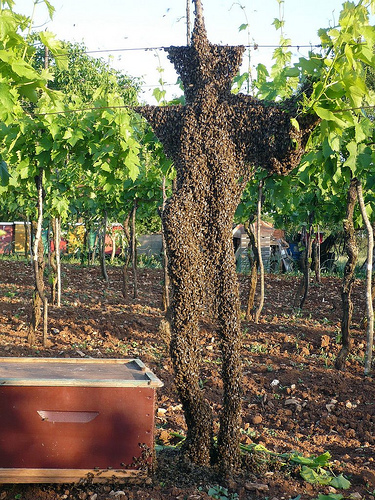 swarm on vine.jpg