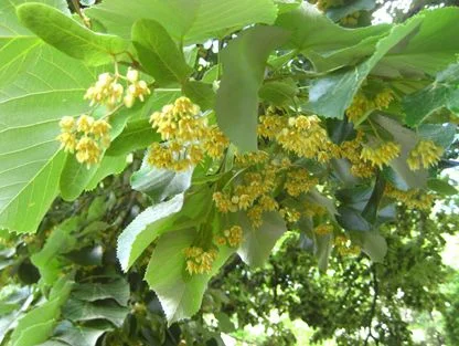 linden tree blossoms.jpg
