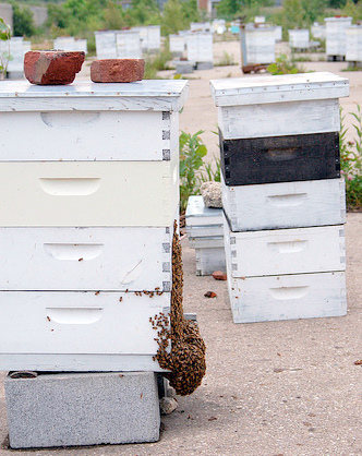 Picture by Emyduck via Flickr, at our apiary.