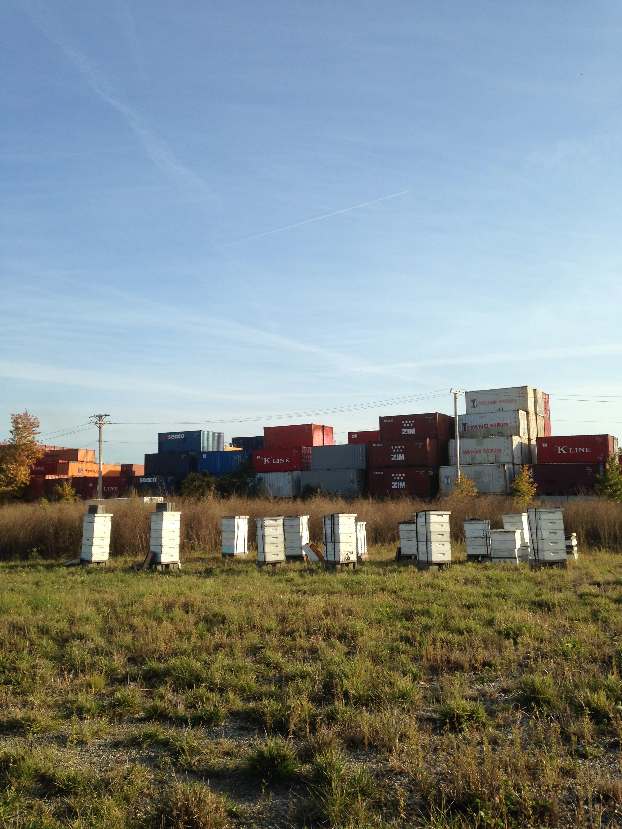 Testa Produce apiary.jpg