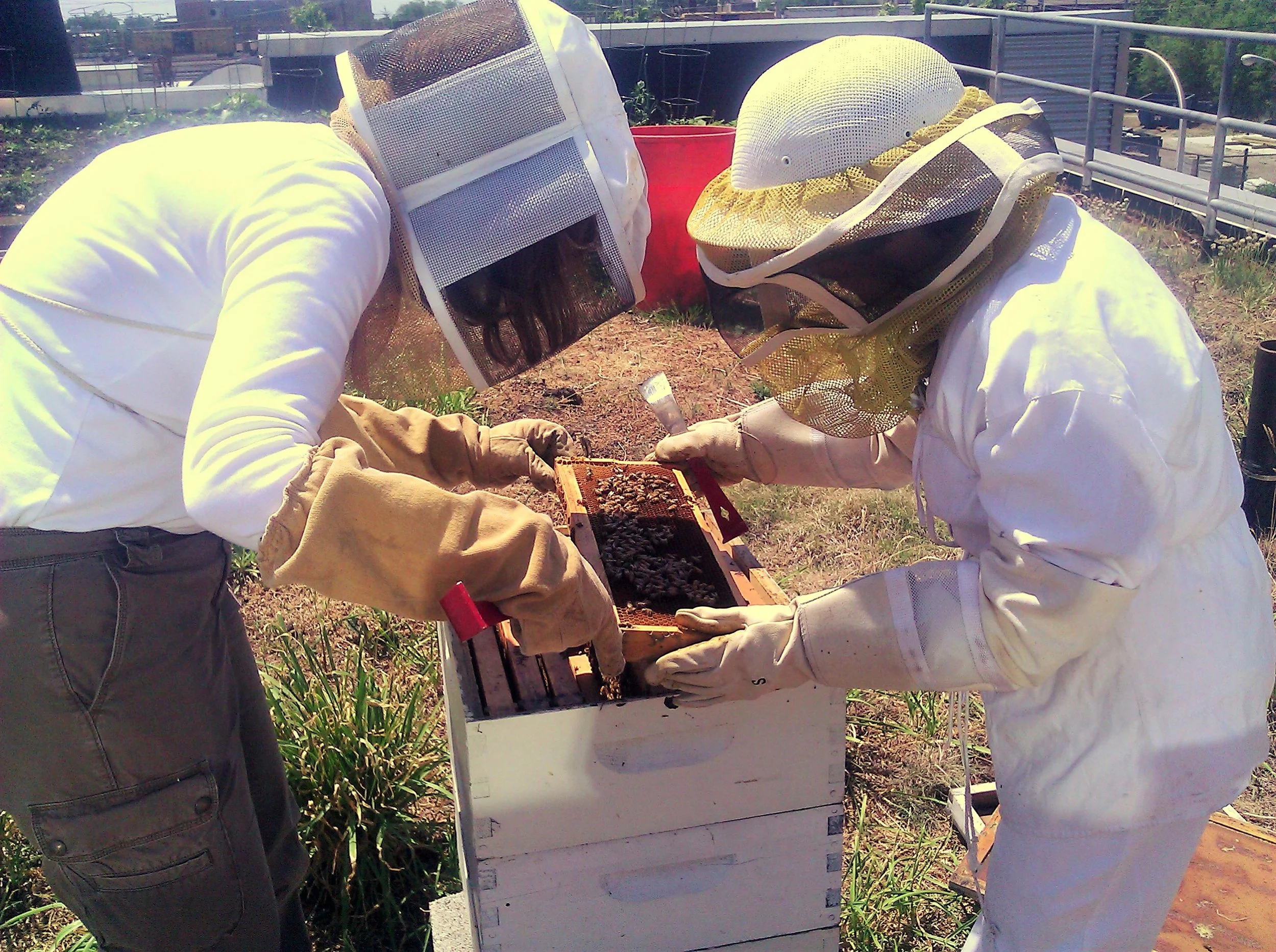 Hands-on Beekeeping Class