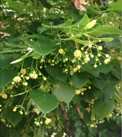 Linden Flowers.png