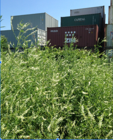 White Sweet Clover.png