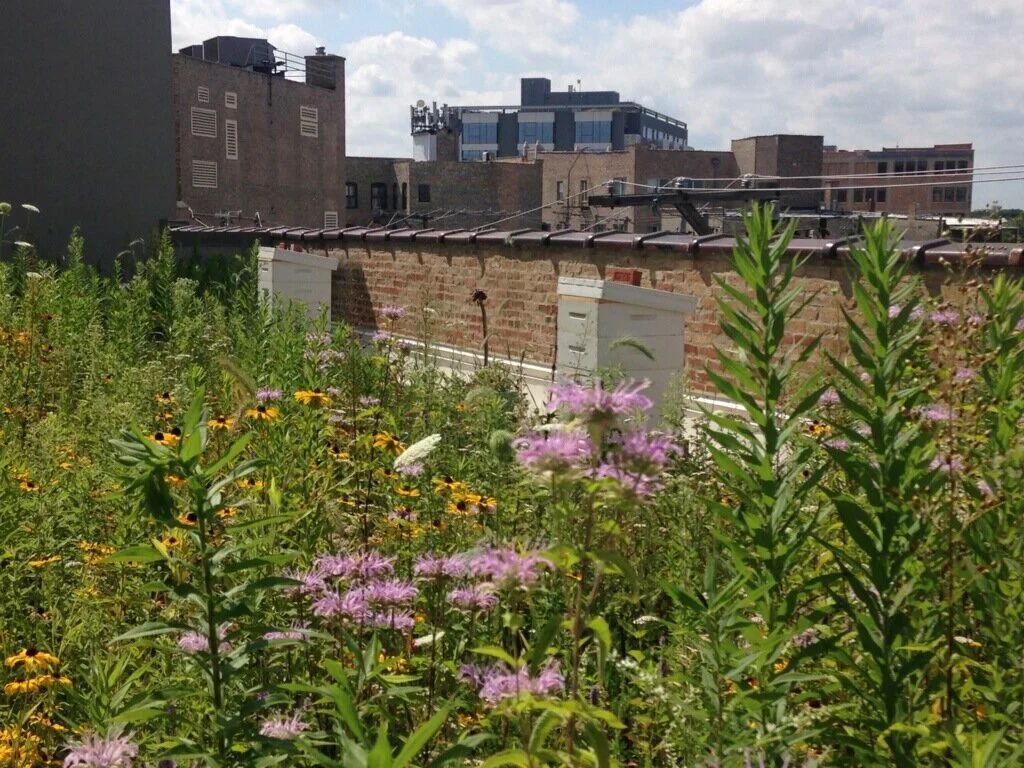 sg rooftop hives.jpg