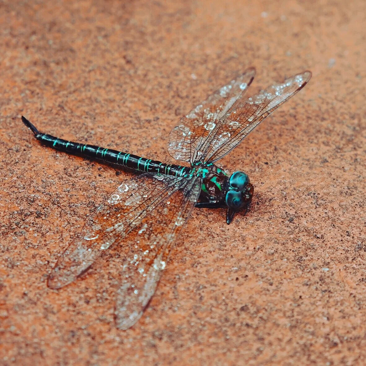 The Burn of the Inquiry