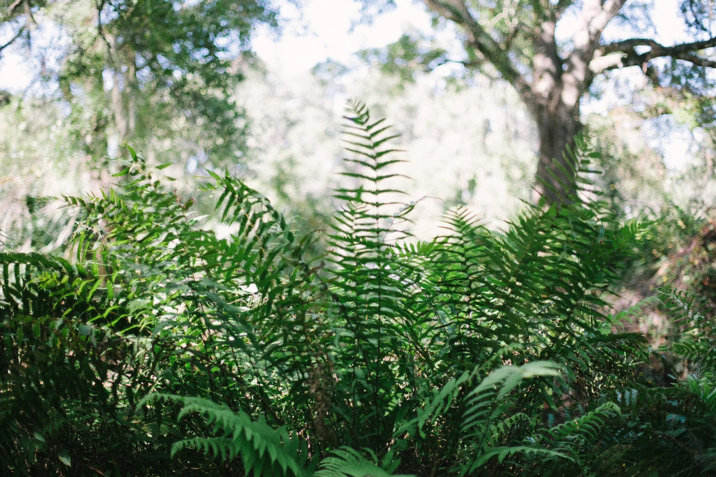 Plant City Florida Wedding Photographer Benjamin Hewitt Photography