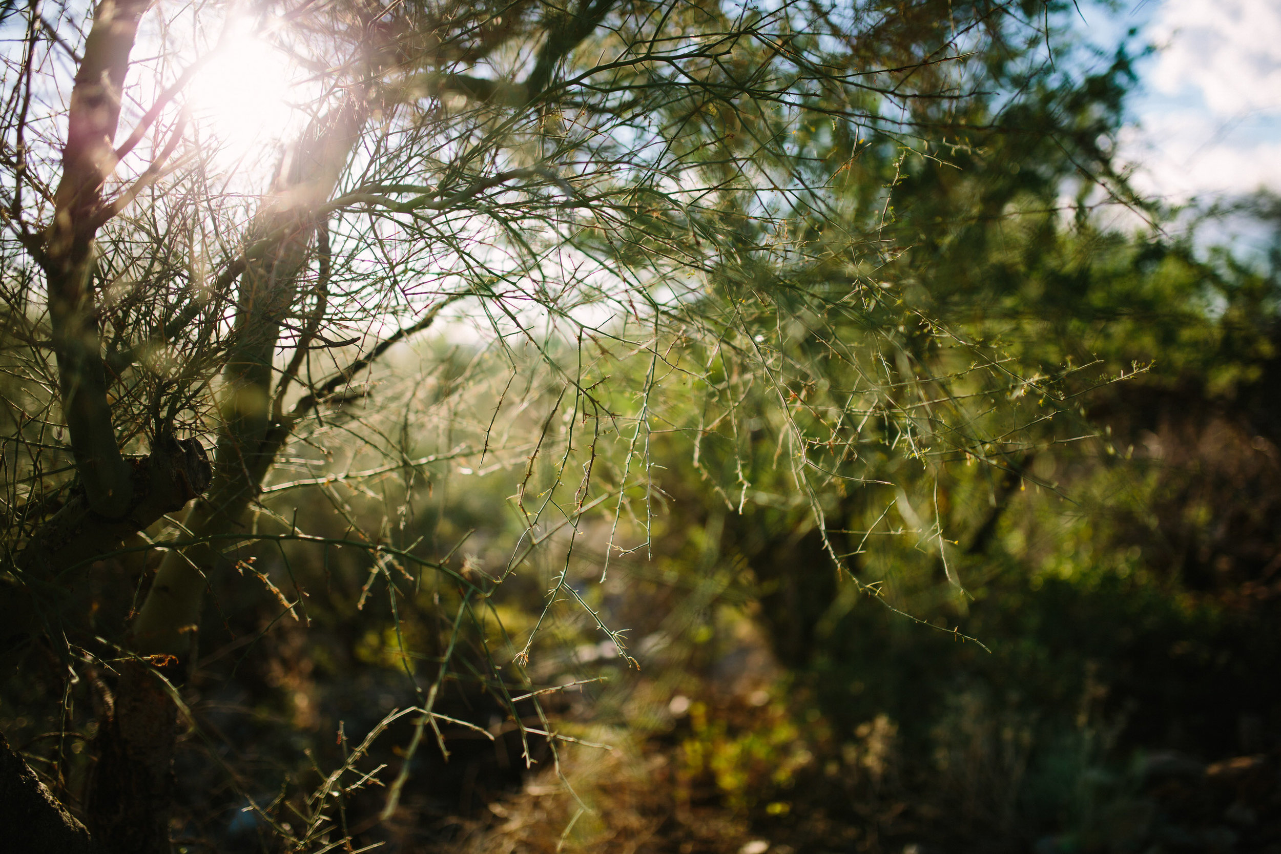 Arizona Desert Sunset Engagement Pics