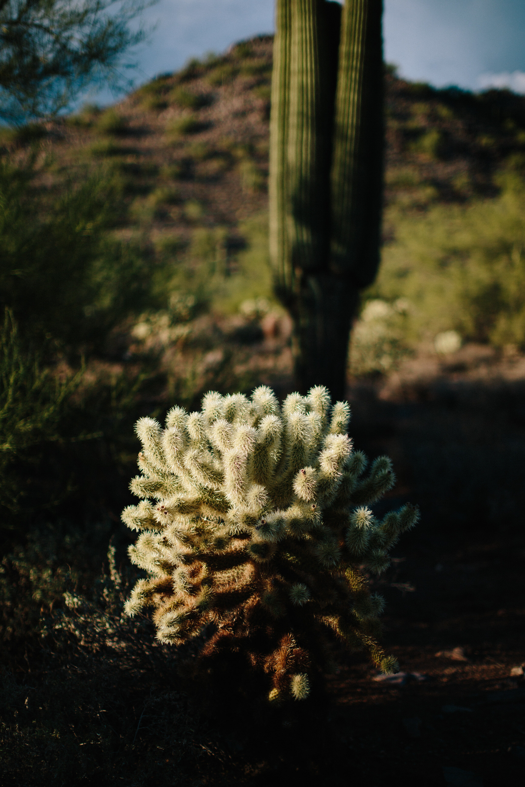 Arizona Desert Sunset Engagement Pics