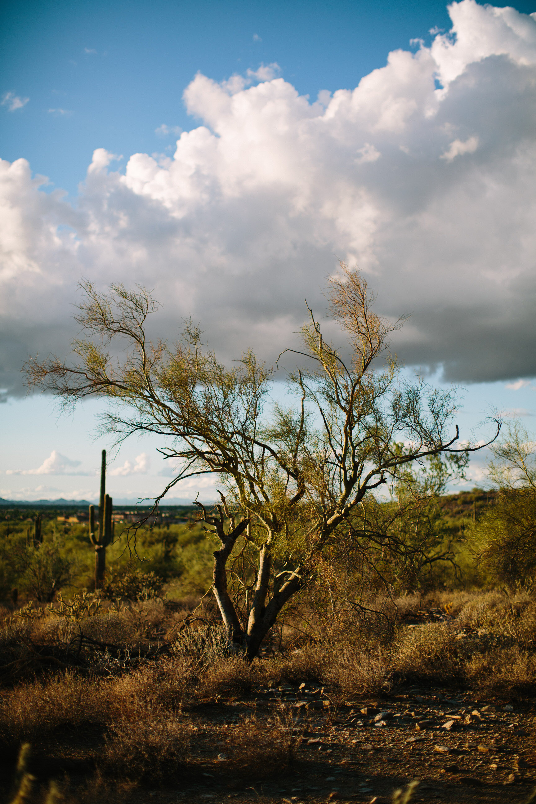 Arizona Desert Sunset Engagement Pics