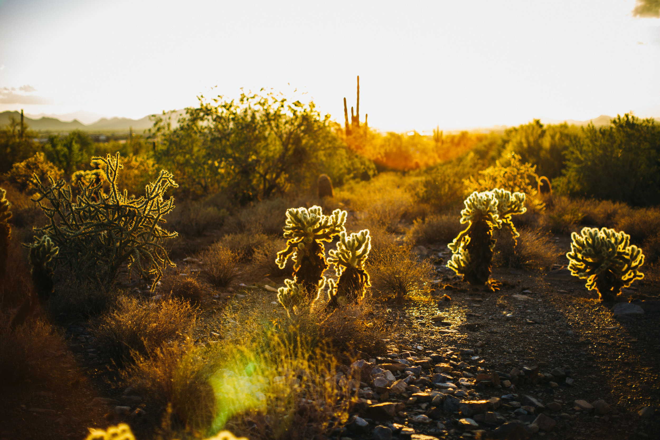 Arizona Desert Sunset Engagement Pics