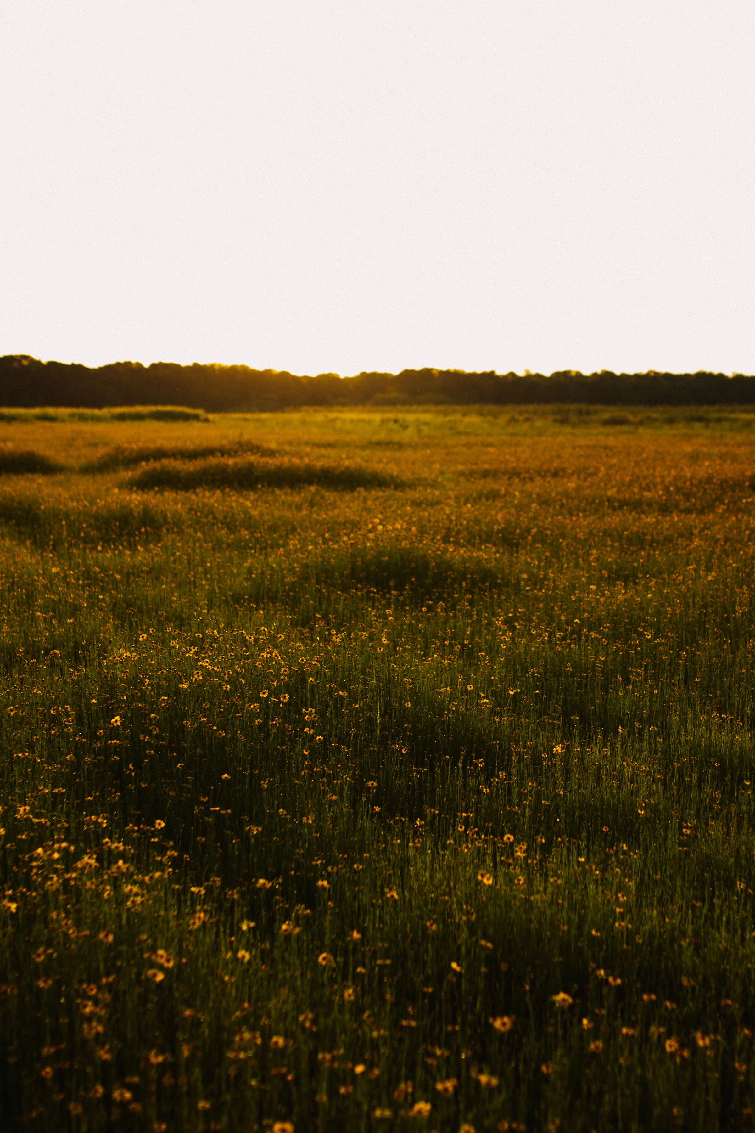 Field of Wild Flowers Engagement Session | Benjamin Hewitt Photography