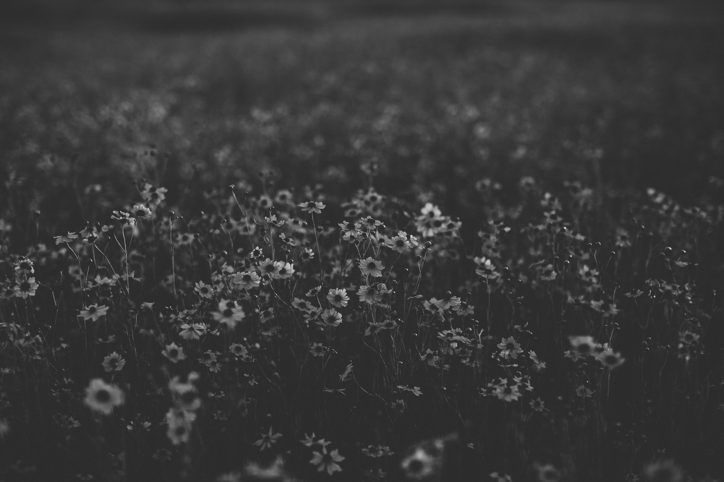 Field of Wild Flowers Engagement Session | Benjamin Hewitt Photography