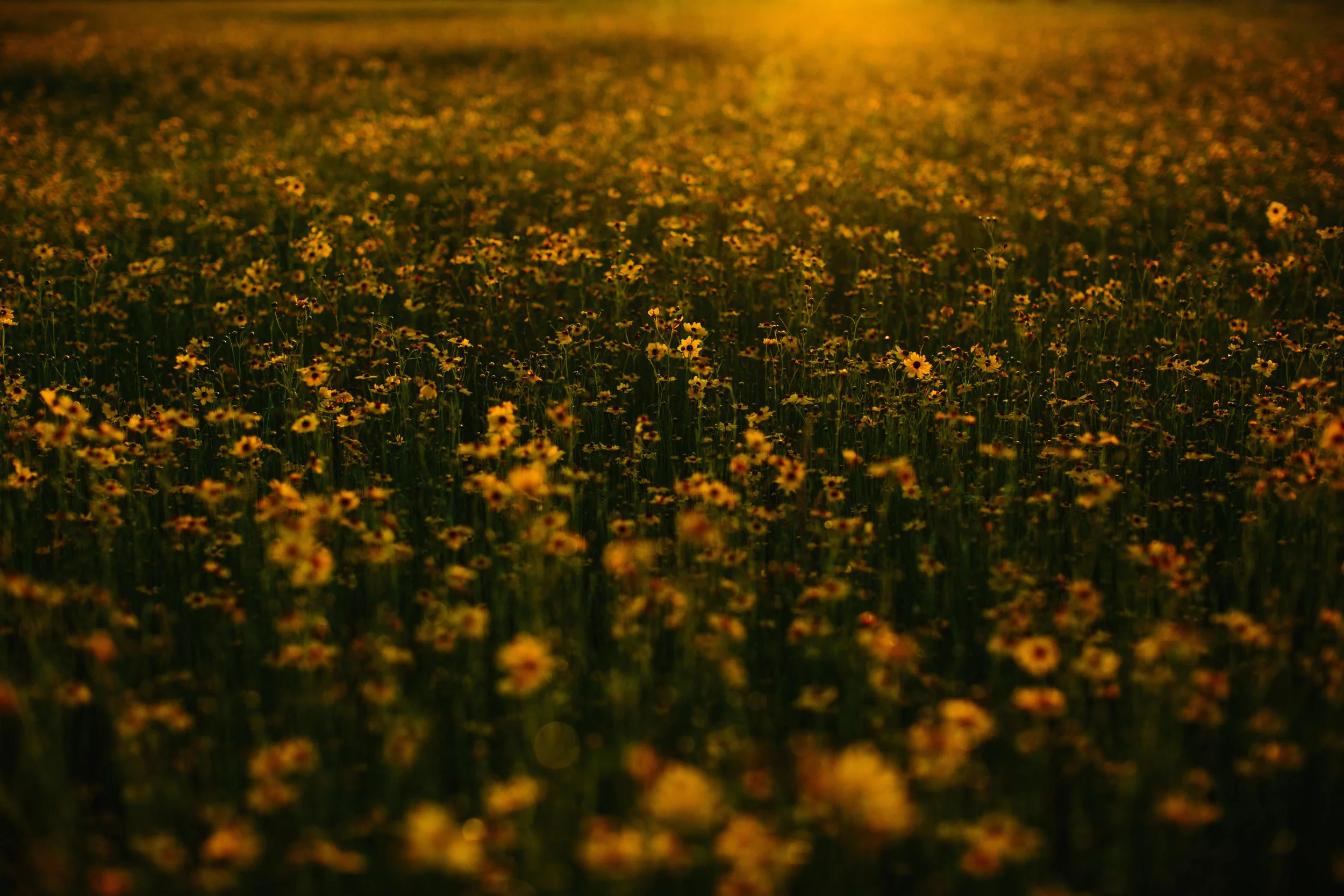 Field of Wild Flowers Engagement Session | Benjamin Hewitt Photography