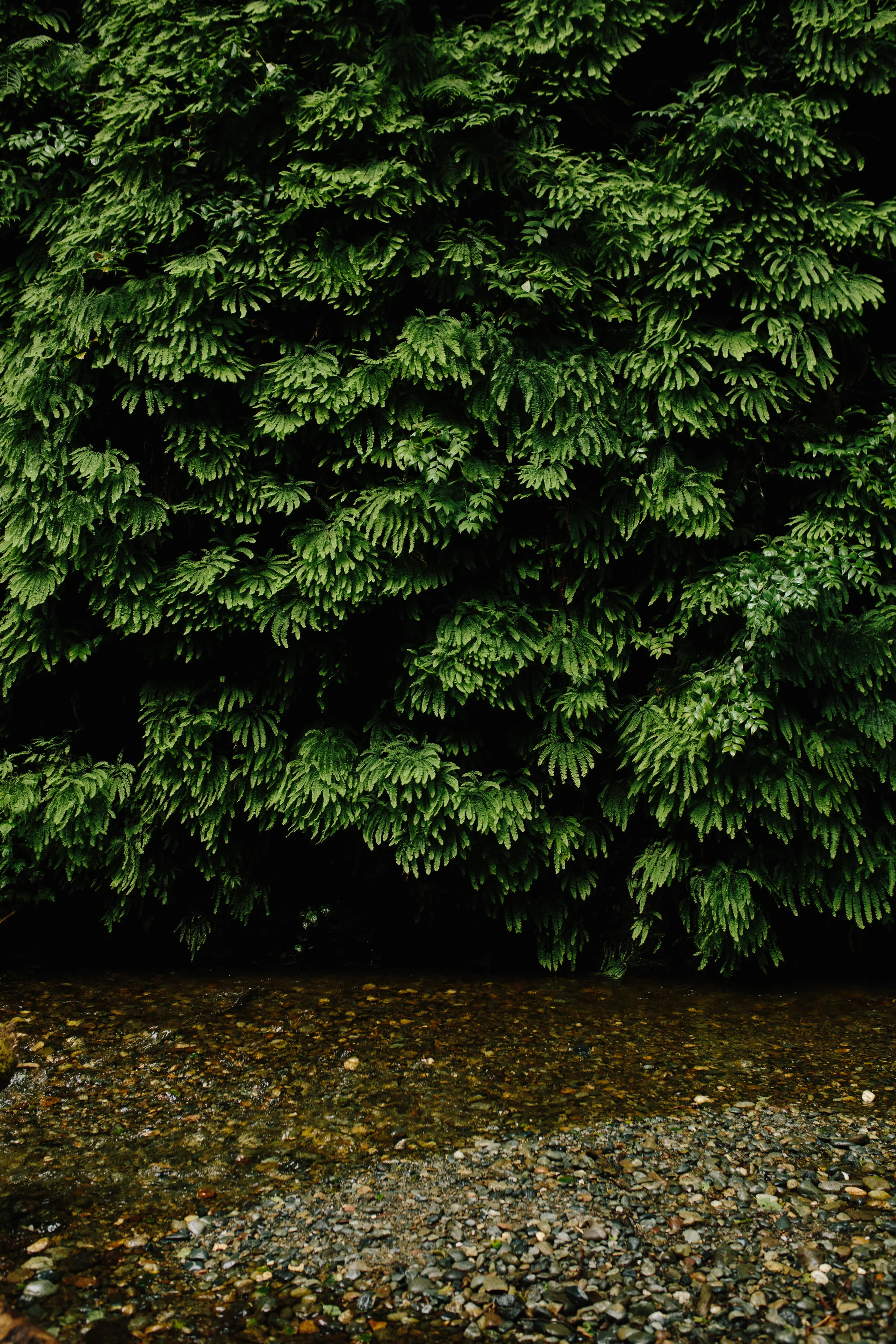 Pacific Northwest | California Photographer | Benjamin Hewitt Photography