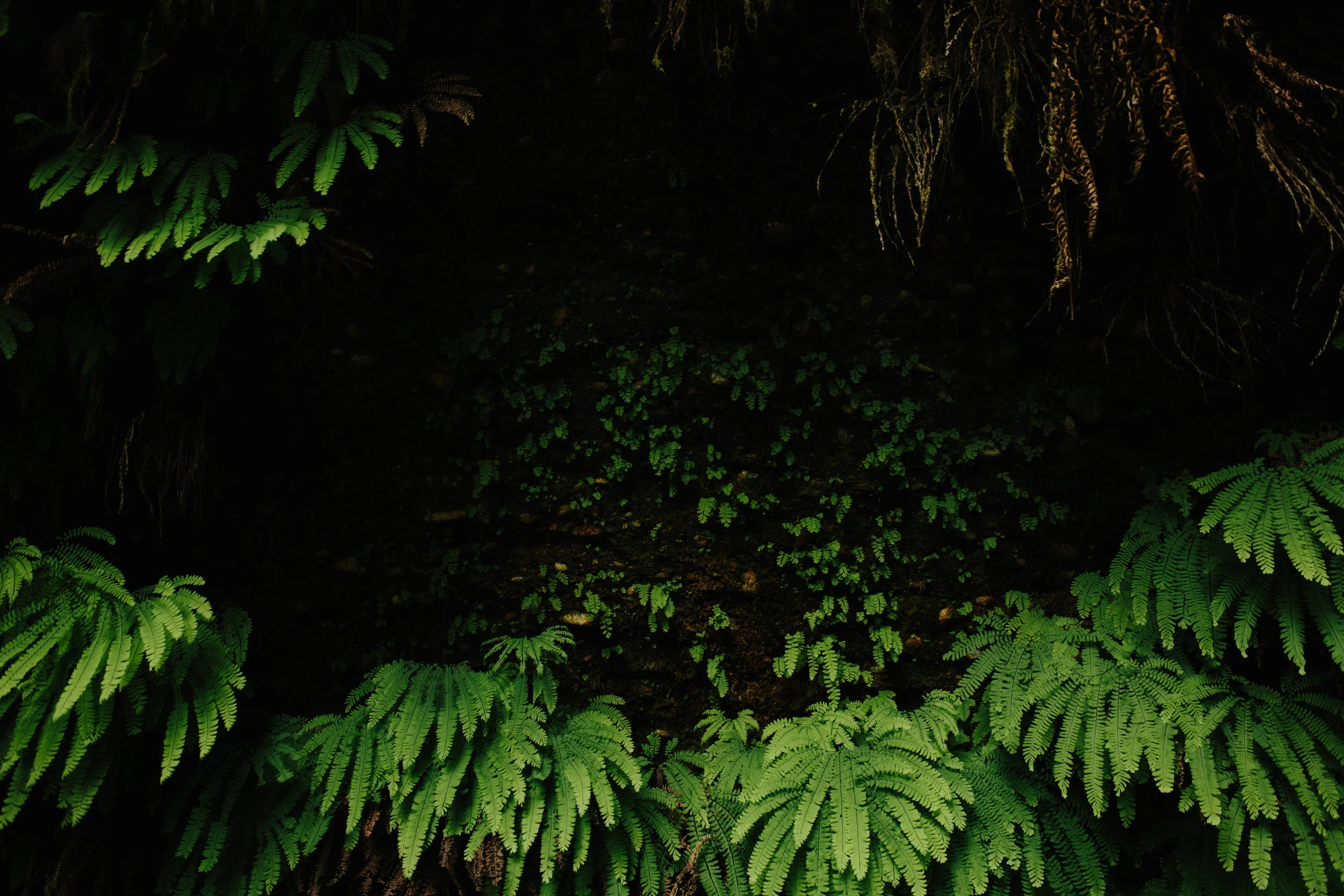 Pacific Northwest | California Photographer | Benjamin Hewitt Photography