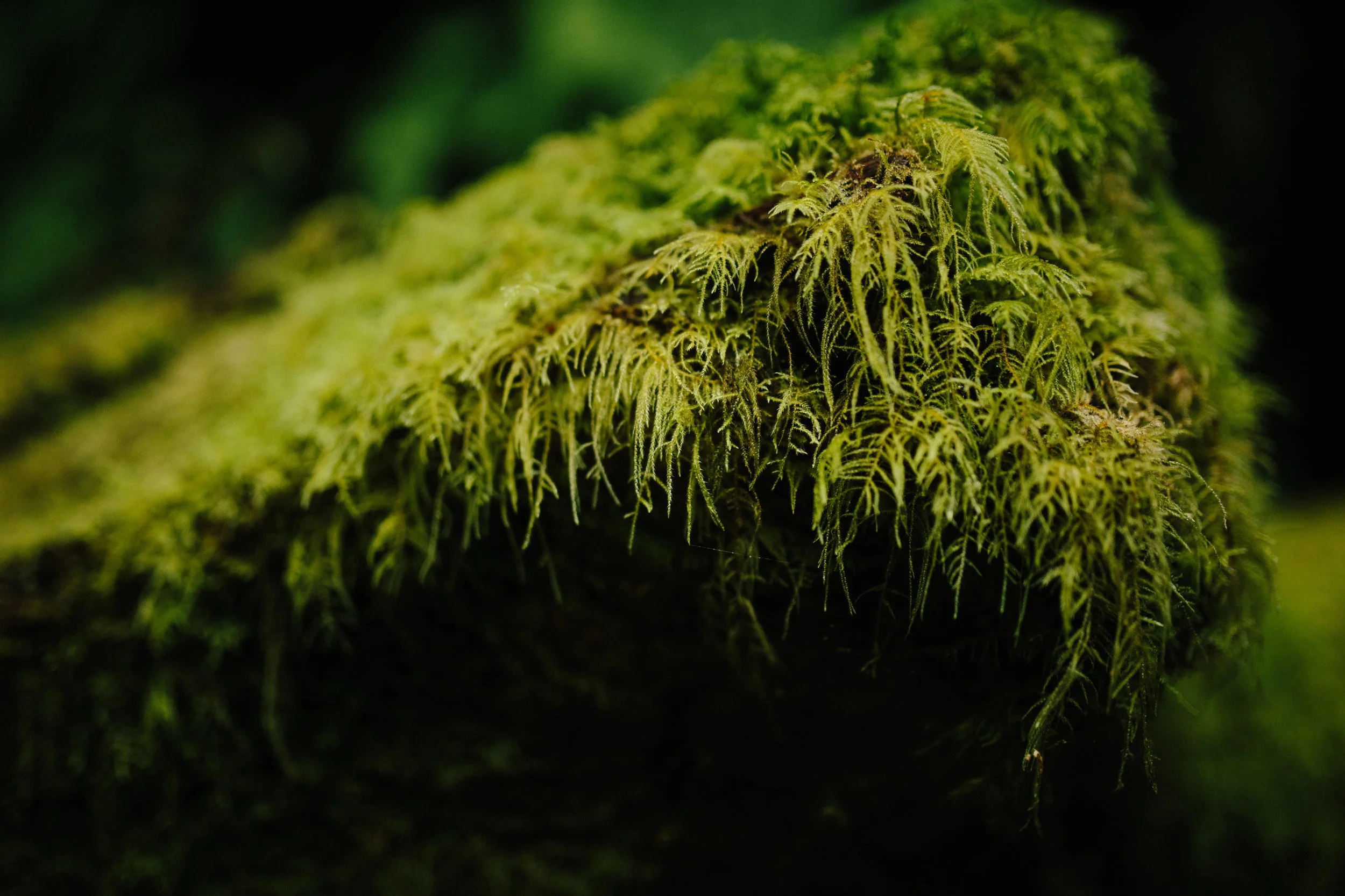 Pacific Northwest | California Photographer | Benjamin Hewitt Photography