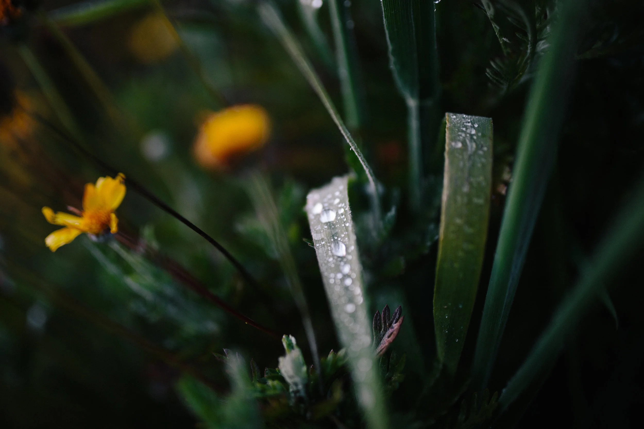 Pacific Northwest | California Photographer | Benjamin Hewitt Photography