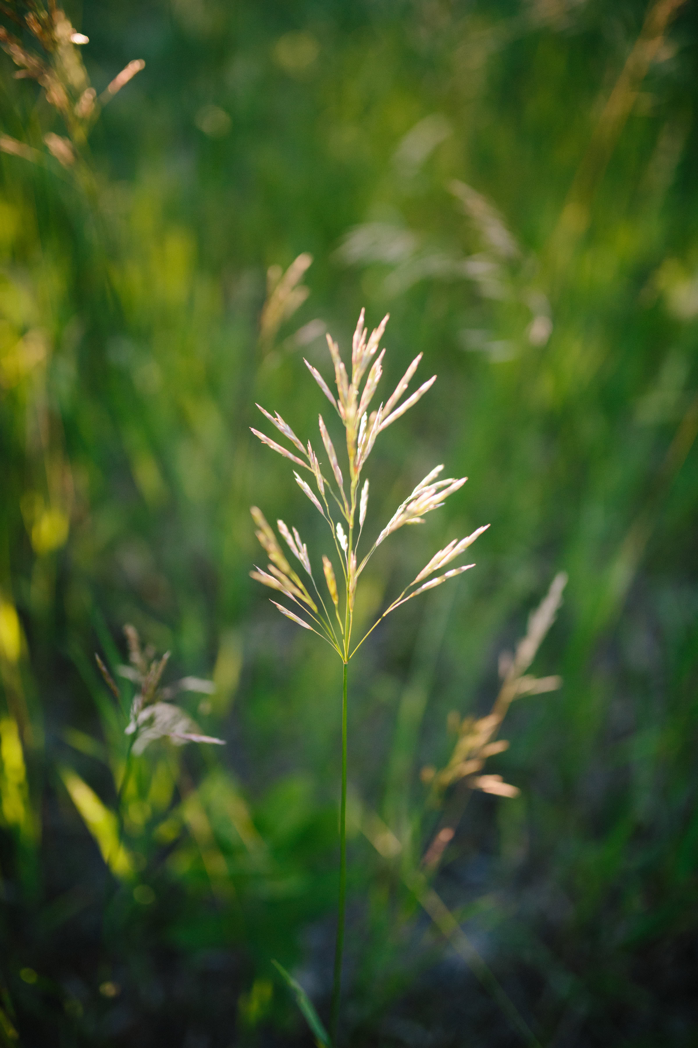 Sleeping Bear Dunes | Traverse City, Michigan Engagement Session | Benjamin Hewitt Photography