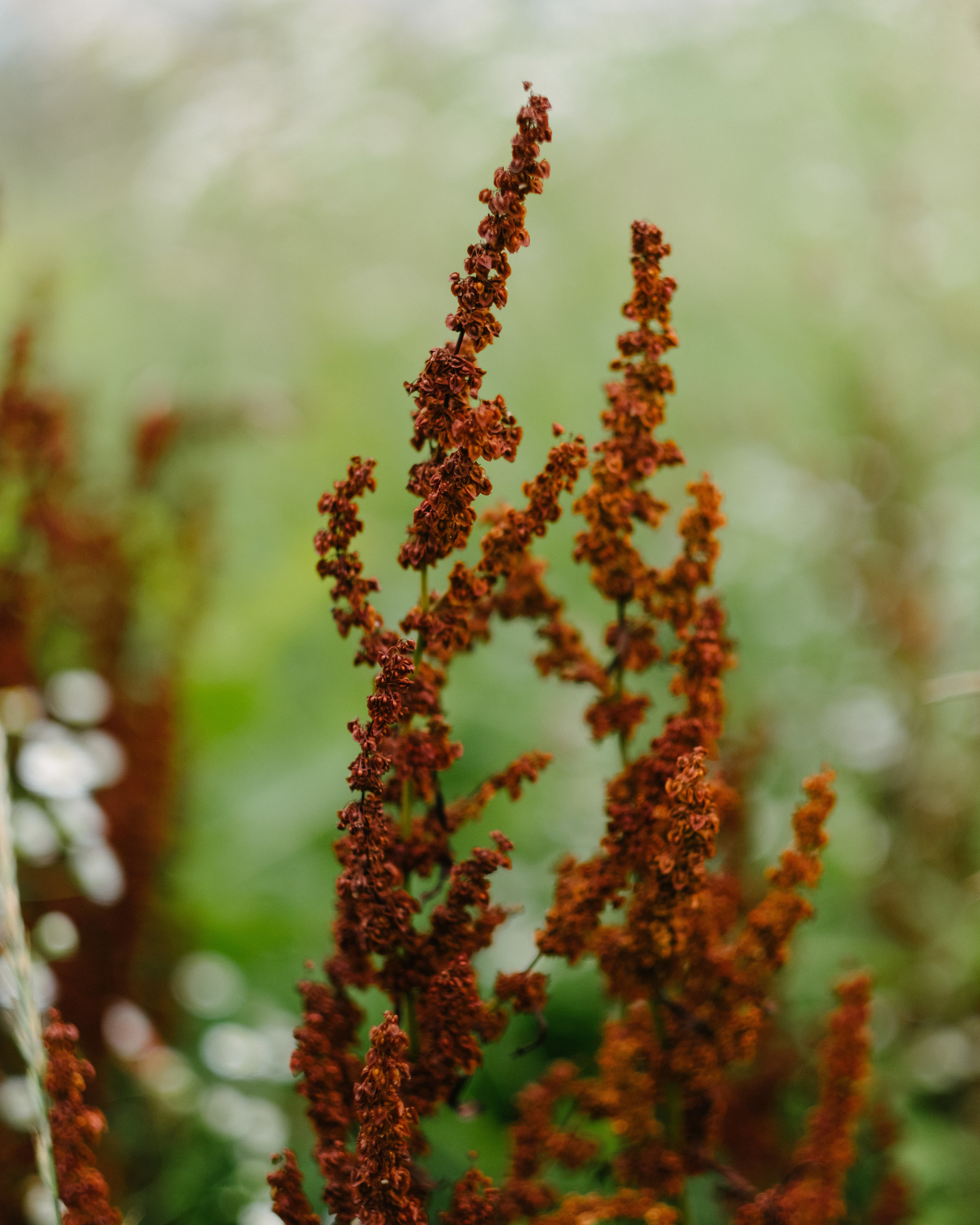 Vermont Wedding Photographer | Burke Mountain | Benjamin Hewitt Photography