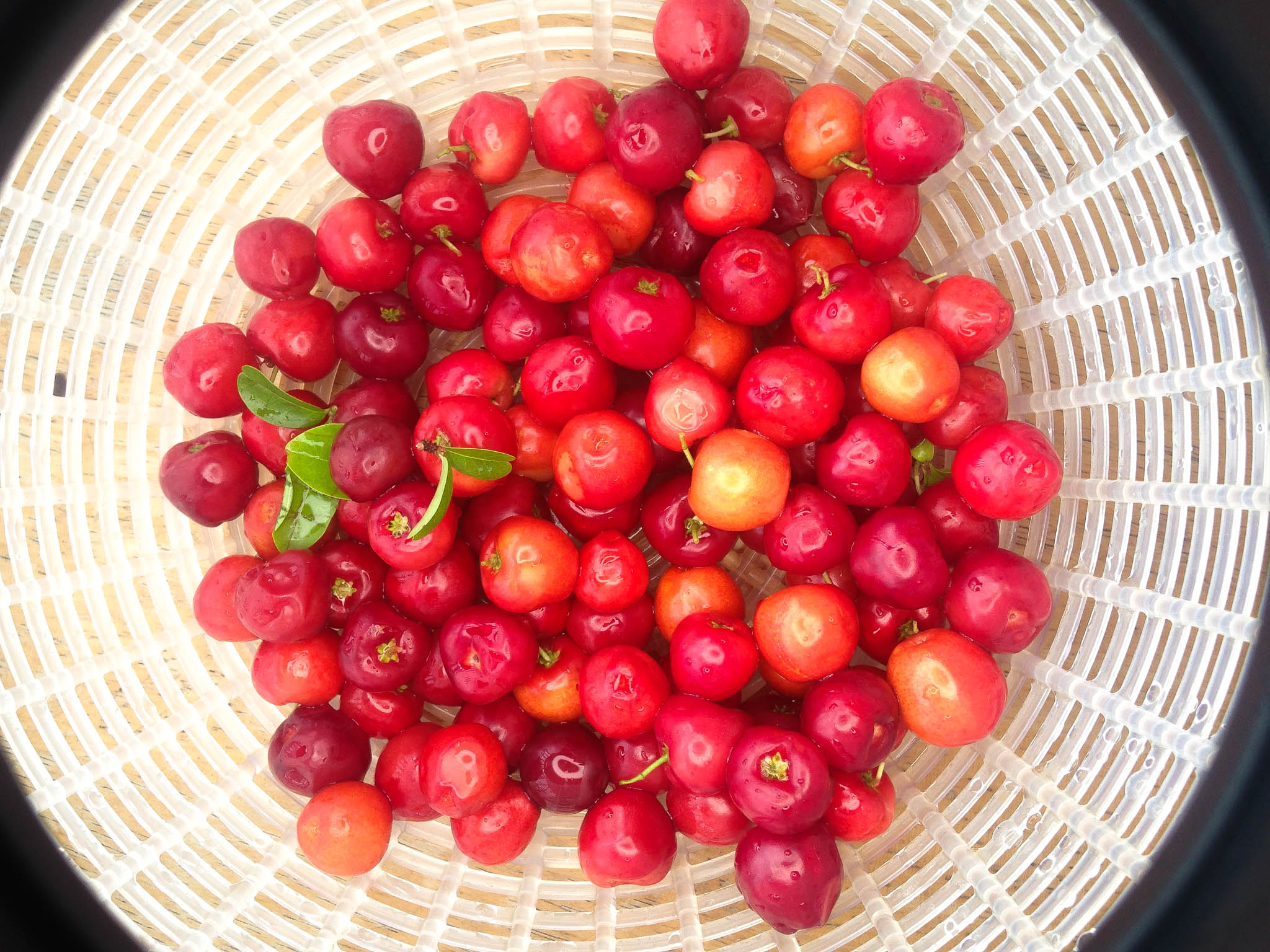 Sour Cherries