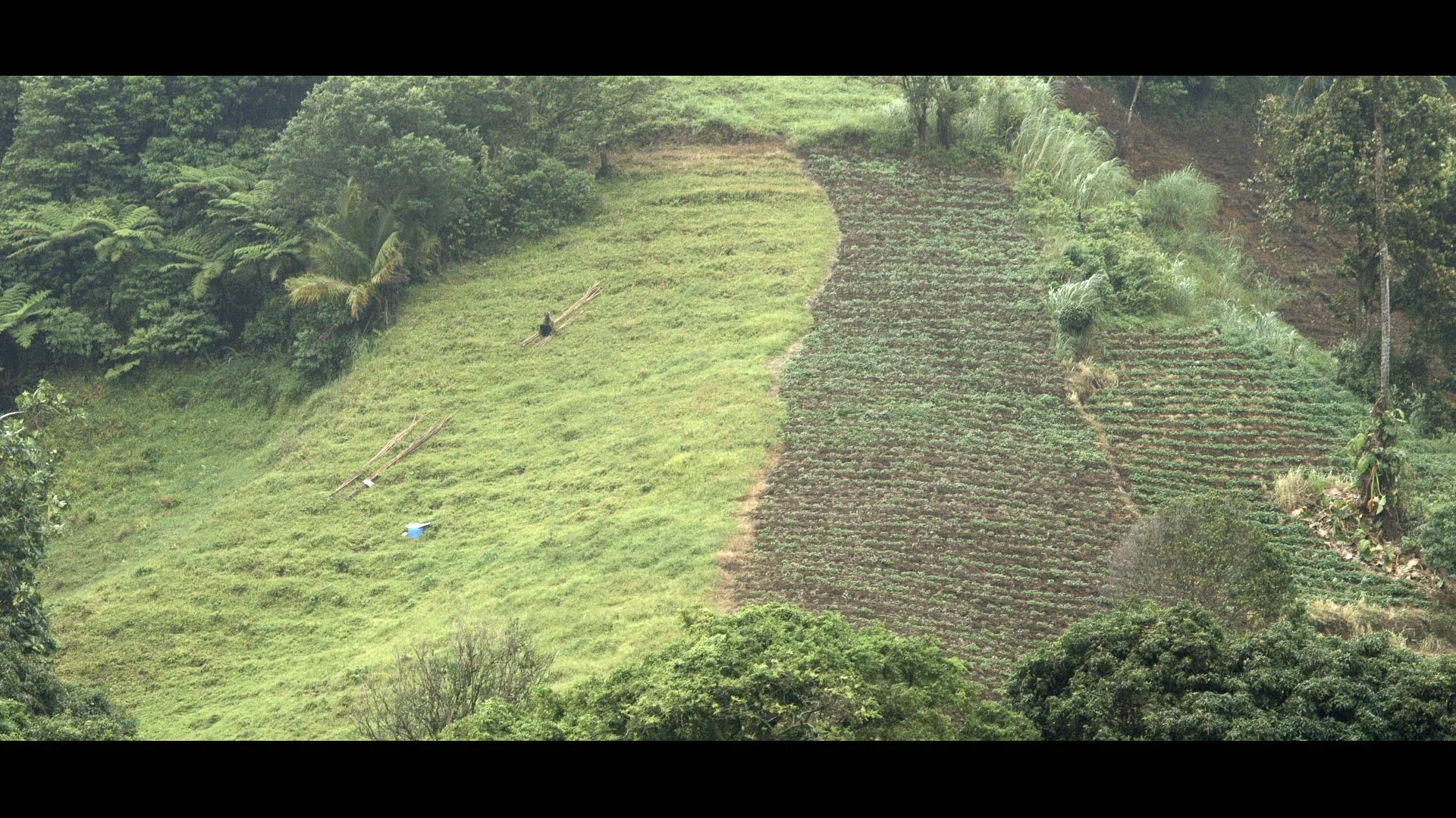 Terraced Farming - Mesopotamia Valley, St Vincent - Video Still