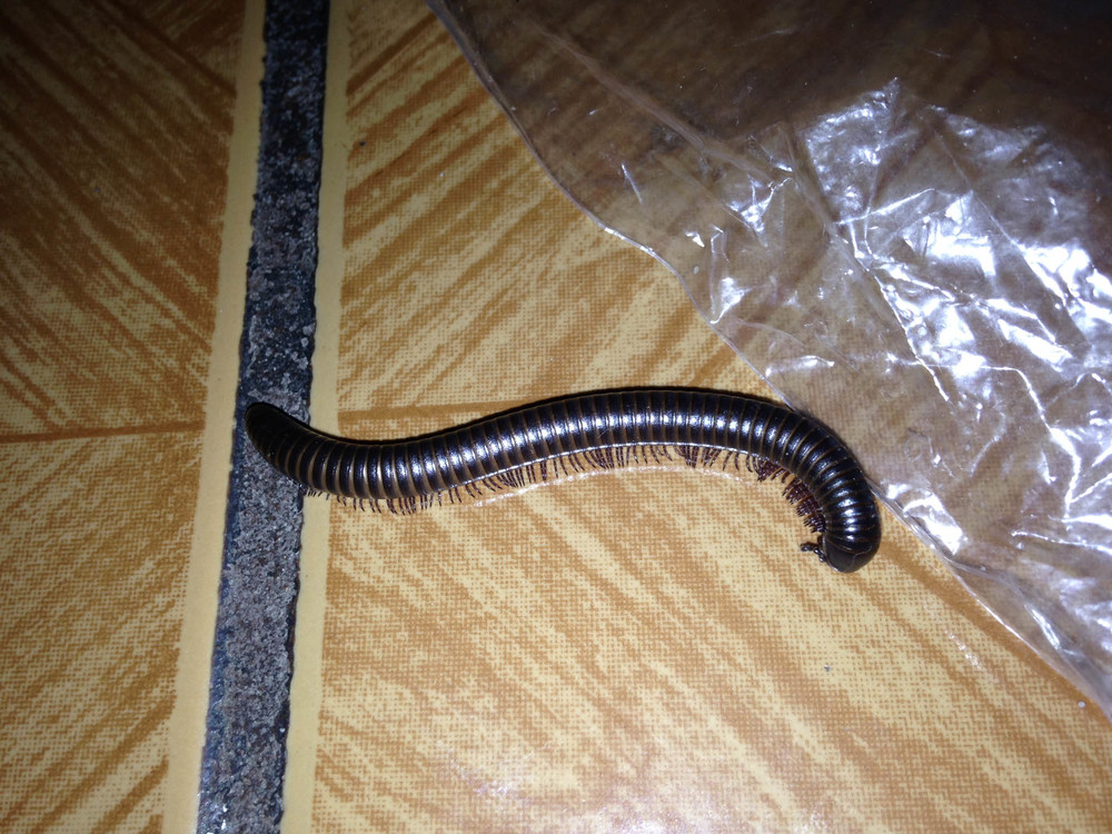 Millipede