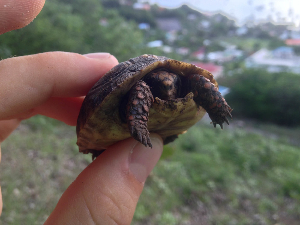 Baby Land Turtle