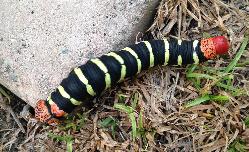 Pseudosphinx Tetrio or Plumeria Caterpillar