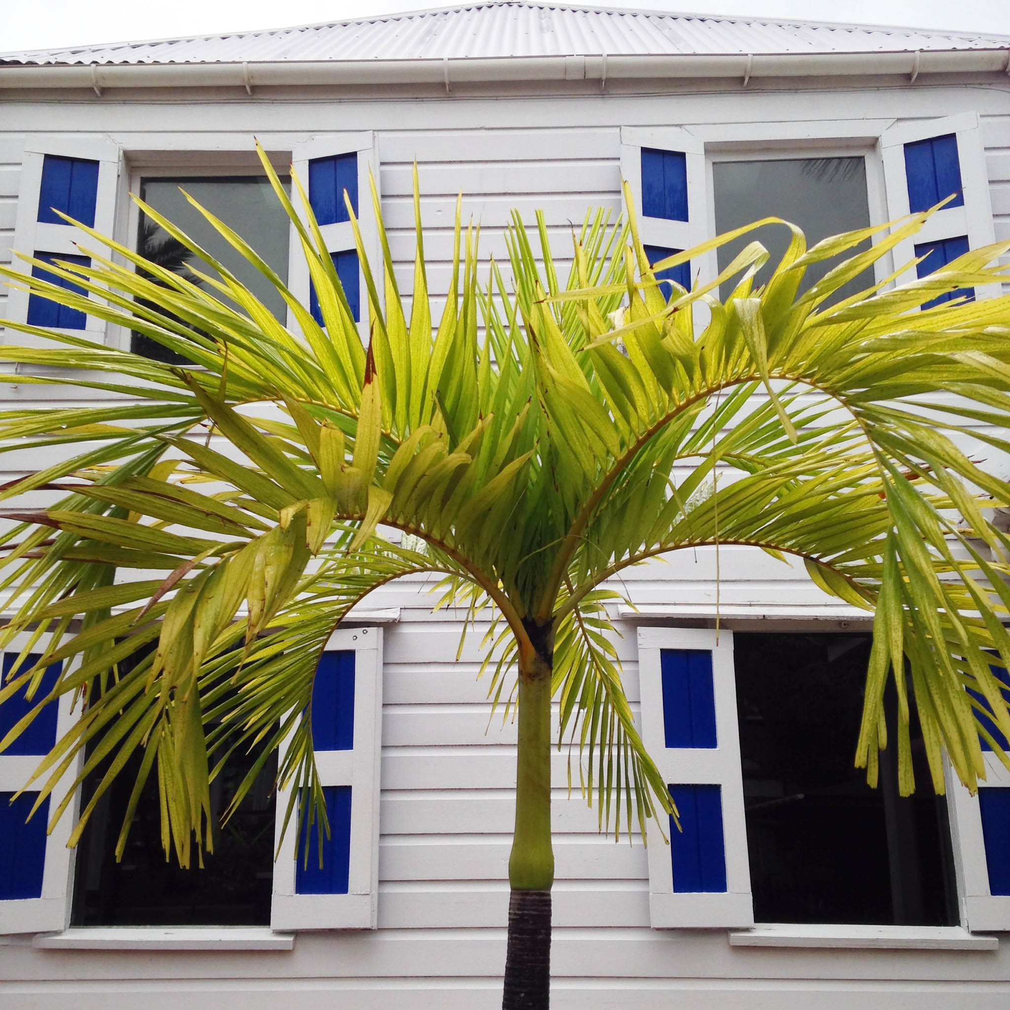 Palm Windows