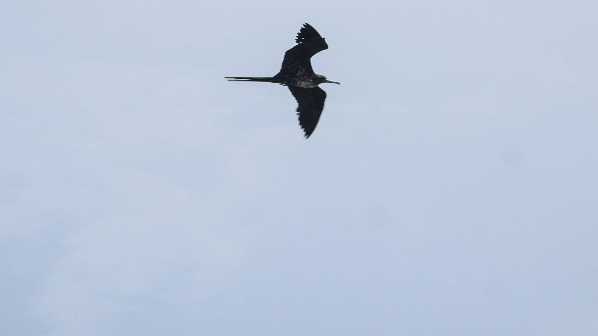 Frigate Bird, Codrington Lagoon