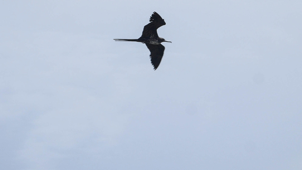 Frigate Bird, Codrington Lagoon