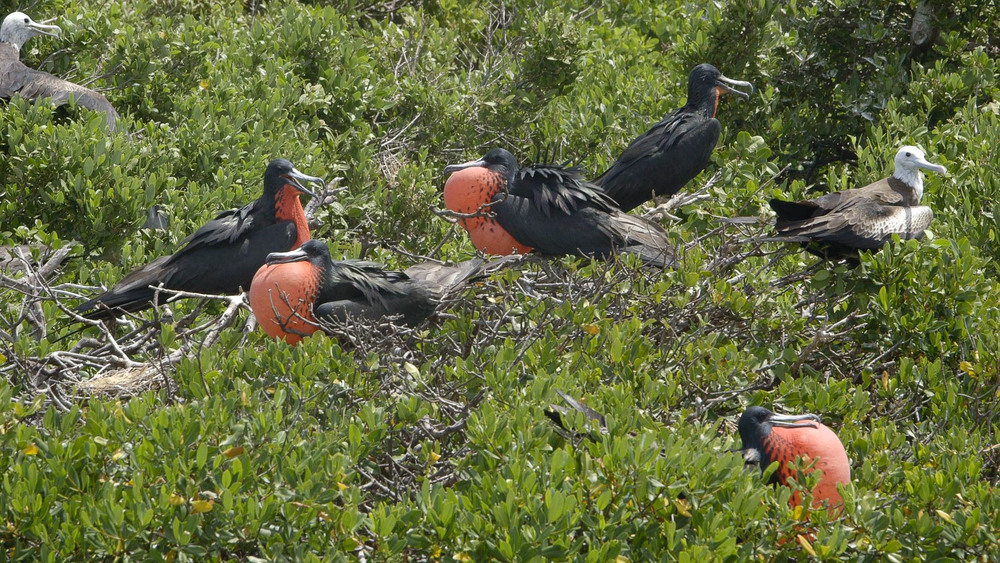 Frigate Birds, Codrington Lagoon